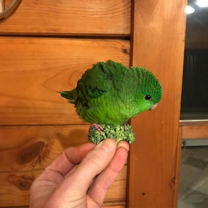 green parrot sitting on a broccoli