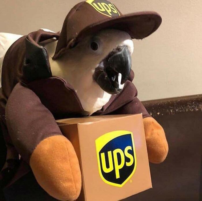 Send Your Cutest Delivery Boy