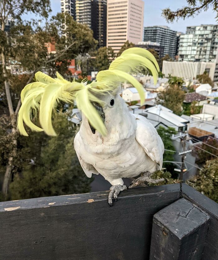 a white parrot with a huge yellow bang