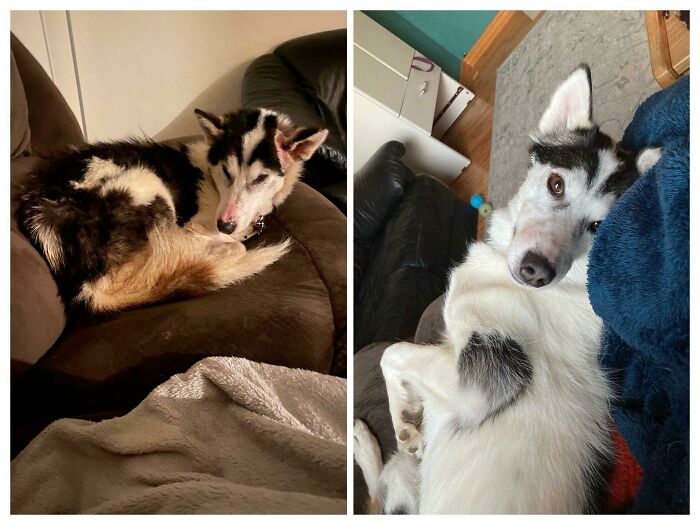  Today Is 1 Year After Her First Time On The Couch, And The Scared, Dirty And Underweight Dog I Got Out Of A Snare Is Almost Unrecognizable