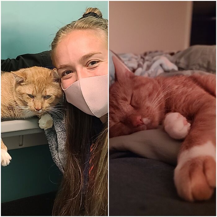 ¡El antes y el después de Locke! Estuvo en un refugio de animales en Georgia después de haber vivido toda su vida en la calle