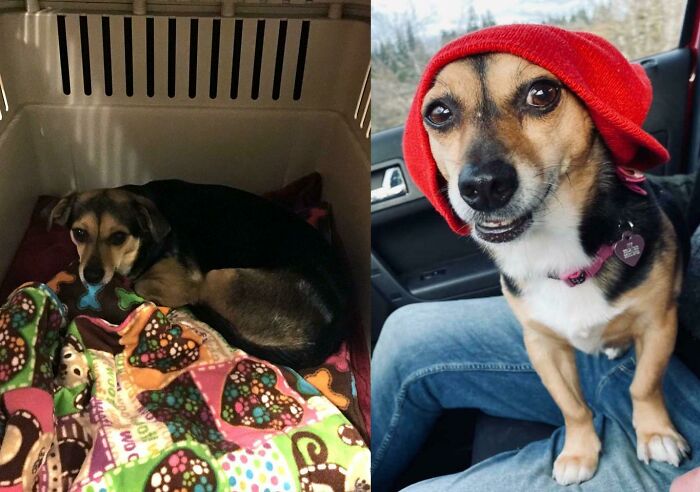 Ivy’s 4 Year Glow Up - From Anxious Pup Found On The Streets Of Socal, To Happy Farm Dog