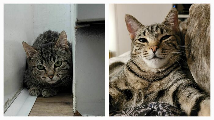 Luna, A Scared Nearly Feral Kitten At 5 Months, Versus Confident (Still Shy) And Sweet Cat At 12 Months