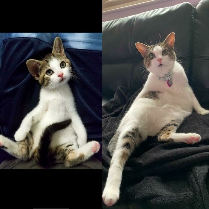 Before Adoption On The Left And After Adoption On The Right, She Still Does The Same Pose