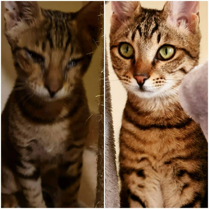 Kitty With Upper Respiratory Infection, Sick On The Streets For Six Weeks Until We Caught Her In Late September 2021 (Left Picture)