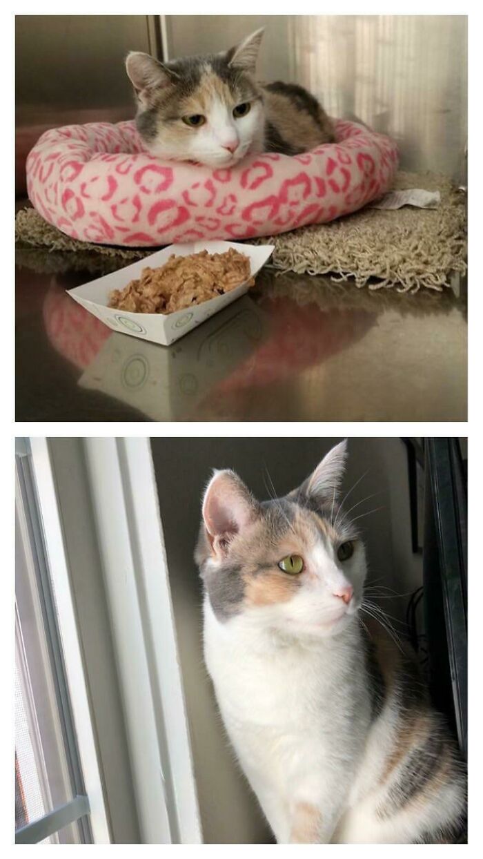 We Adopted Our Sweet Girl In 2019