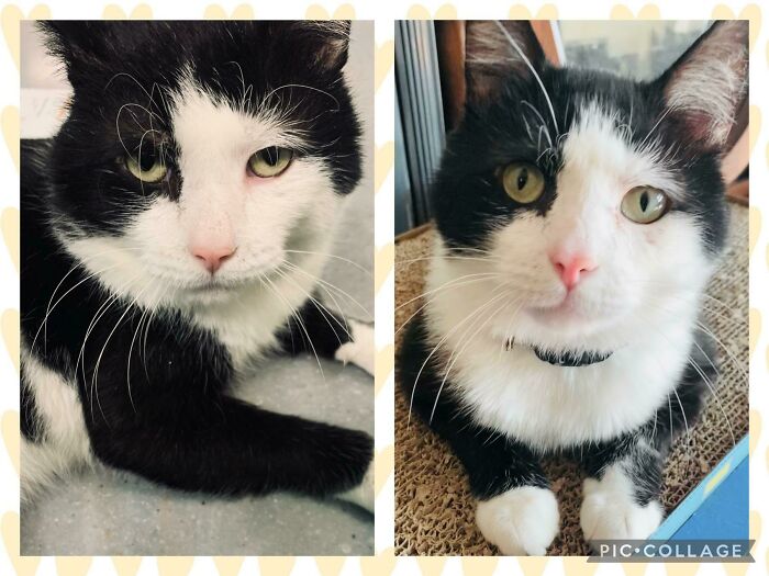 My Sweet Guy Neechee… When We First Met At The Shelter vs. 3 Months Later. Just Had Our First Anniversary