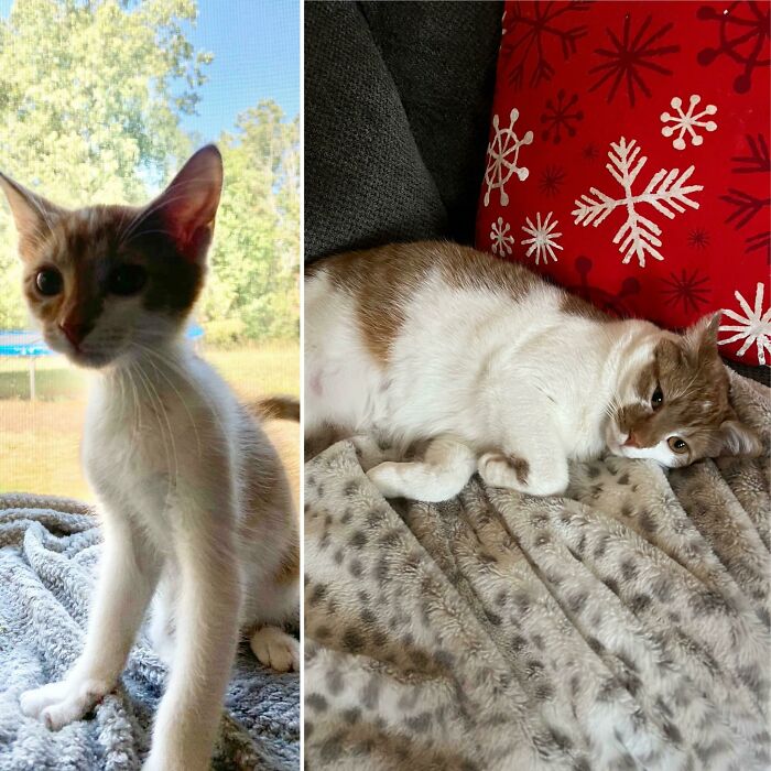 Our Sweet Simba…a Scrawny Ally Cat & A Year Later A Spoiled House Cat