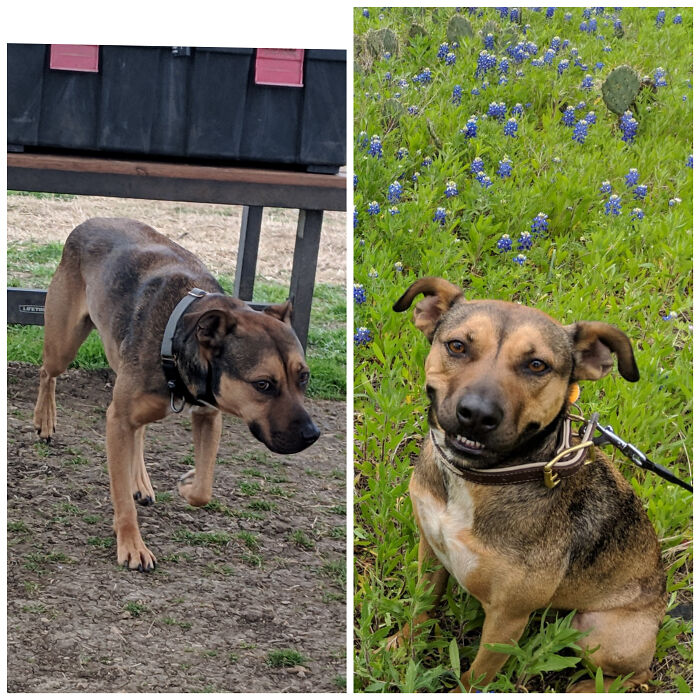The First Photo Was From The Shelter. Some Tender Love And Care Later And Here She Is Enjoying The Texas Bluebonnets With Her Family