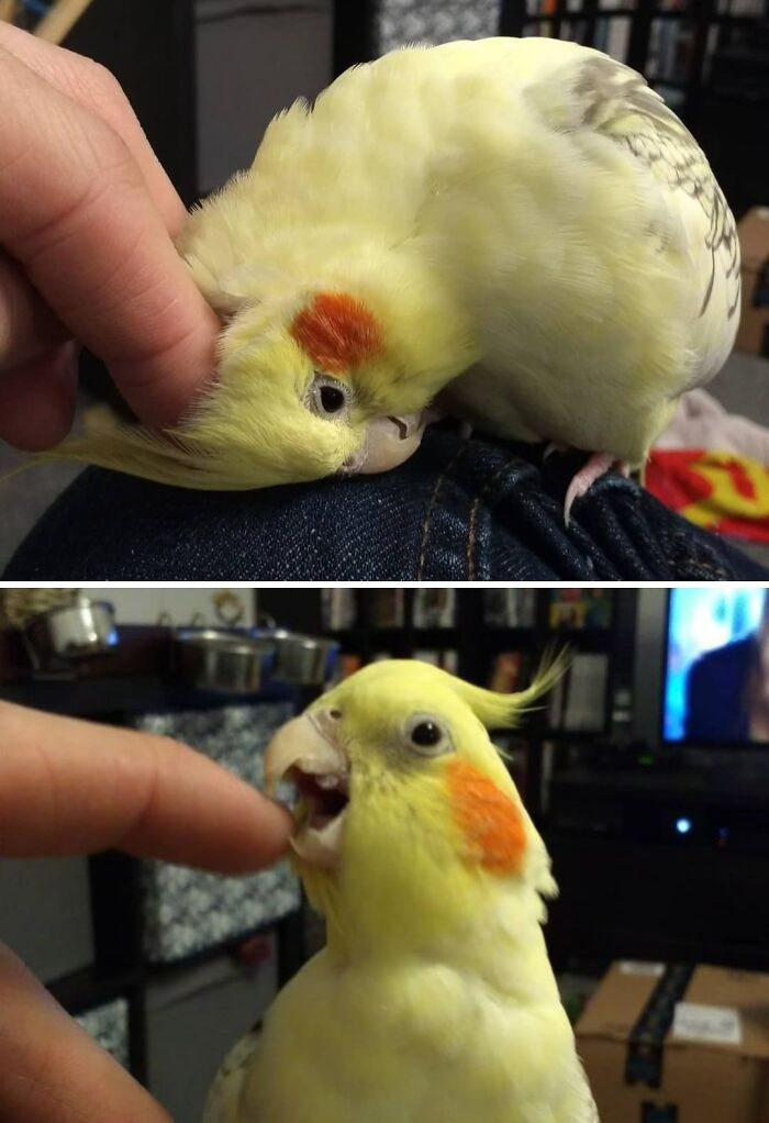The Two Levels Of Cockatiel