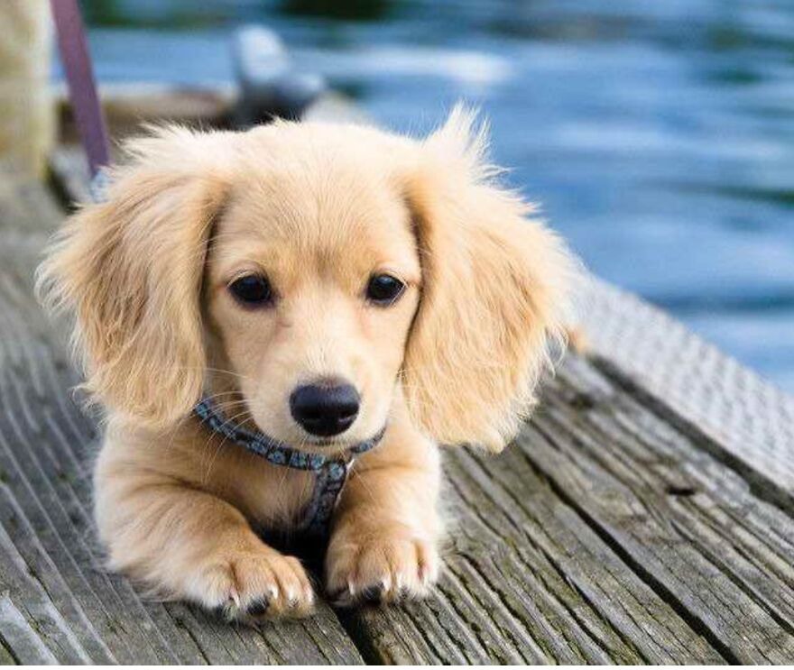 I’m Making A Cute Album Of My Dogs