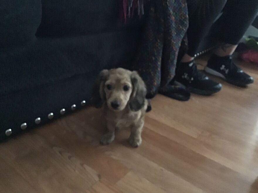 I’m Making A Cute Album Of My Dogs