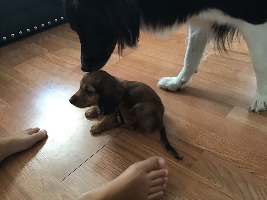 I’m Making A Cute Album Of My Dogs