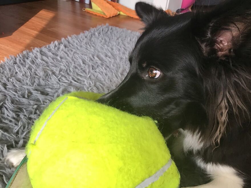 I’m Making A Cute Album Of My Dogs