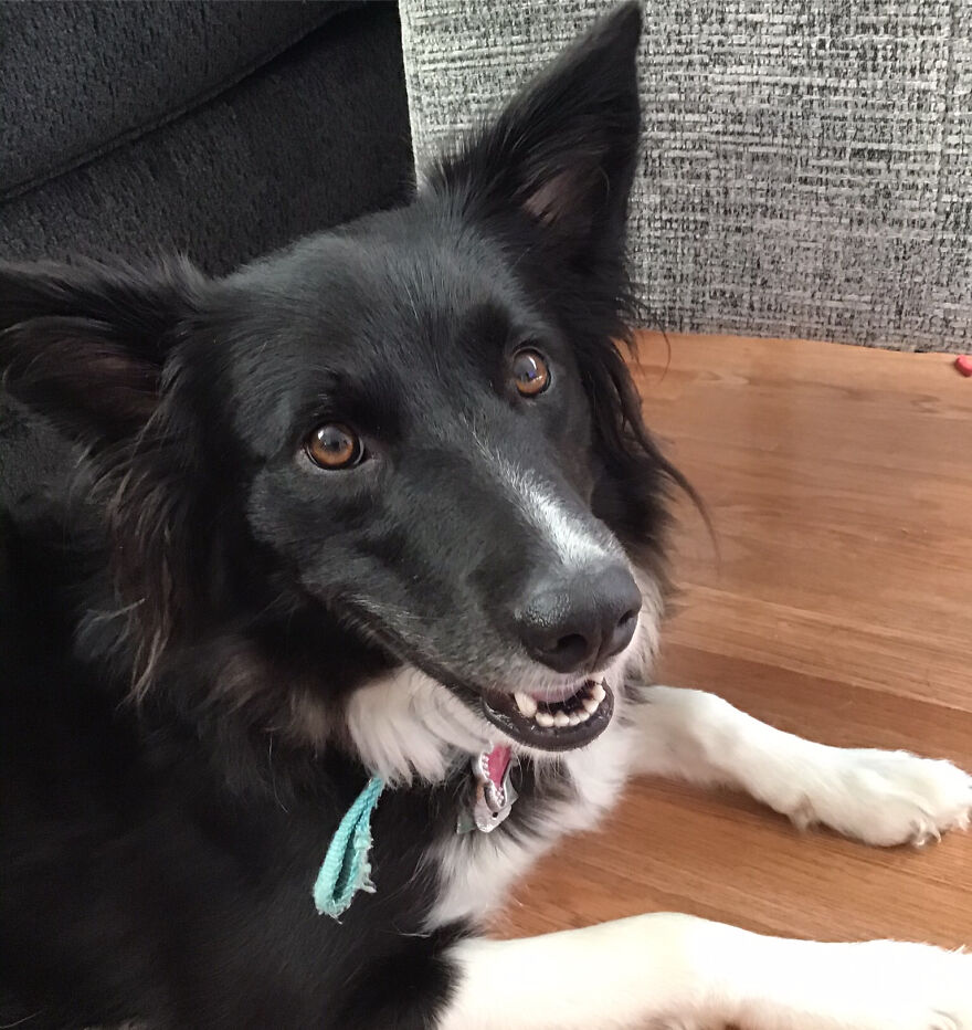 I’m Making A Cute Album Of My Dogs