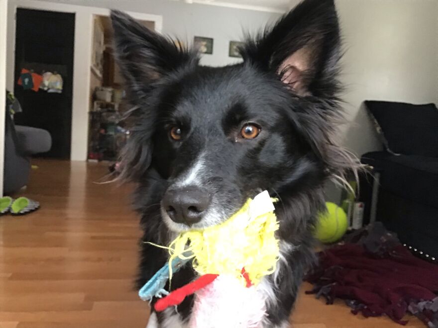 I’m Making A Cute Album Of My Dogs