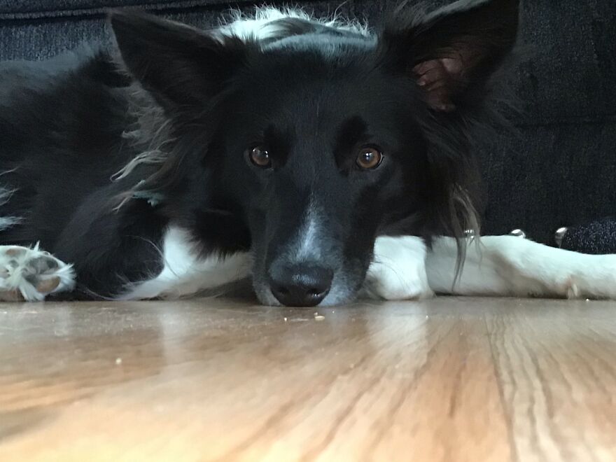 I’m Making A Cute Album Of My Dogs