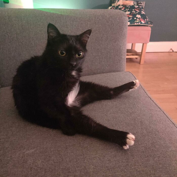So My Cat Just Sits On The Couch Like This Now