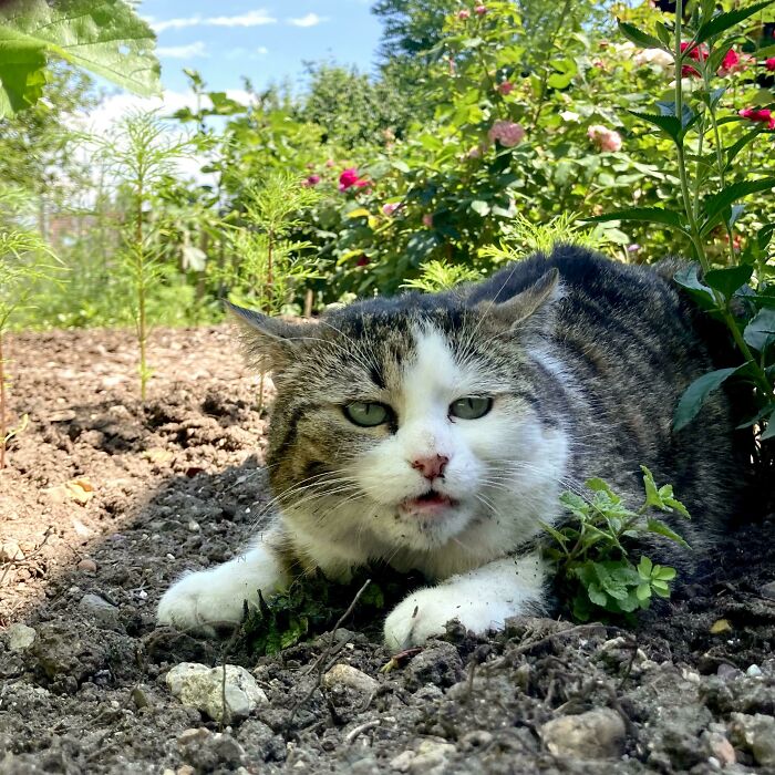 She Found The Catnip Plant, Ate Dirt And Didn‘T Stop There