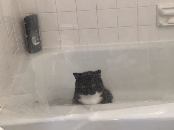 I Heard Pawing And Complaining, Turns Out He Got Himself Stuck In The Bath