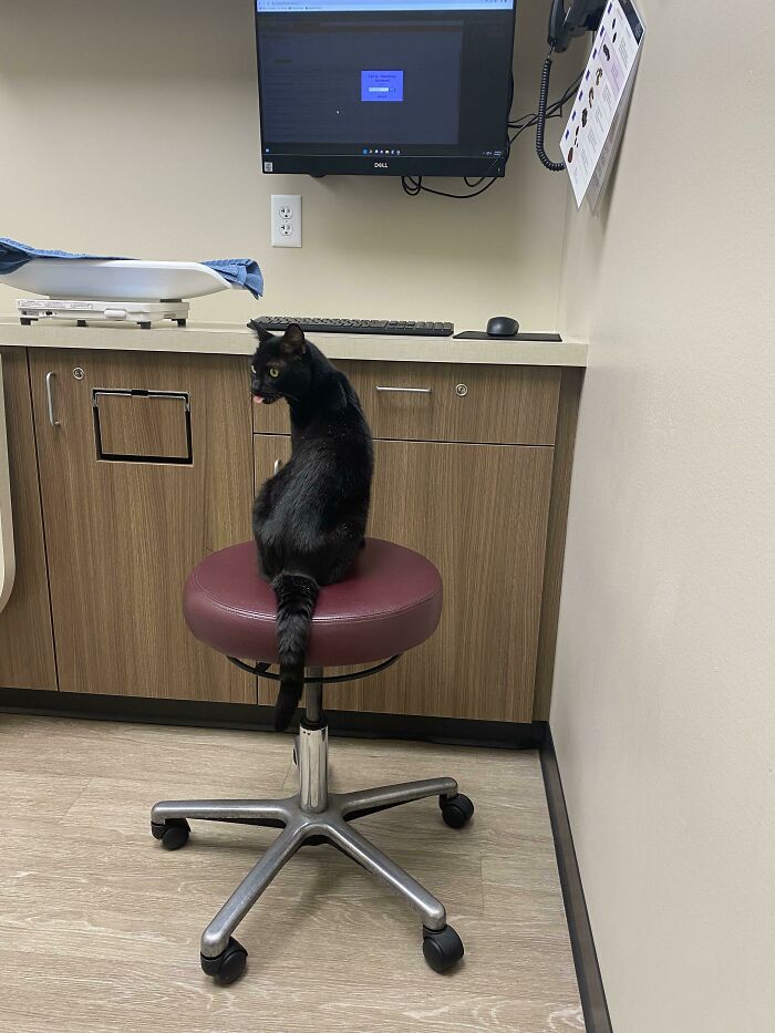 No solo le robó la silla al veterinario, sino que también puso cara de tonto