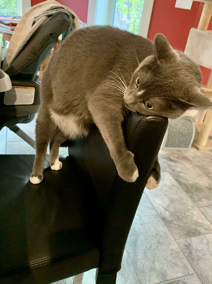 Mouse Likes To “Sit” Like This At The Table