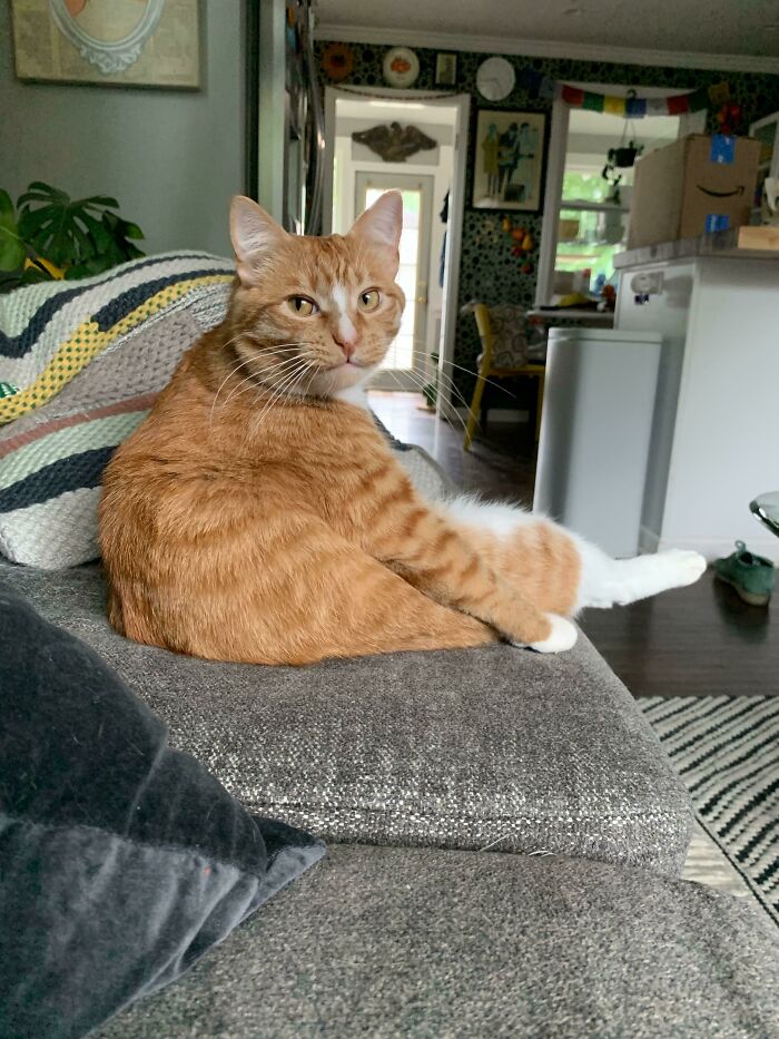 This Is Dennis. He Sits Like This 60% Of The Time