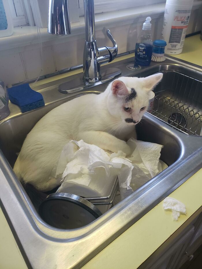 Cosmo (el gato de la oficina) pasó días enteros en el fregadero. Lo llevé al veterinario y me dijo que está constantemente en el fregadero “porque es un gato”
