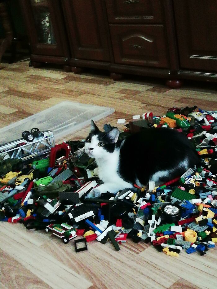 Le gusta acostarse sobre los Legos