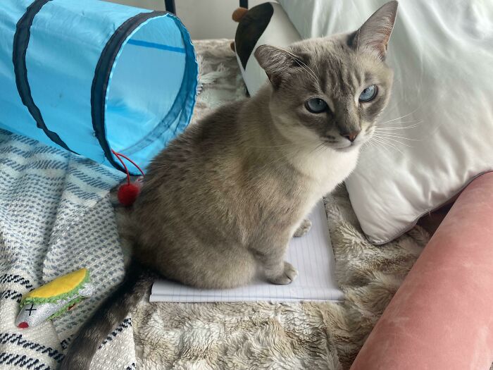 She Always Sits On My Notebooks