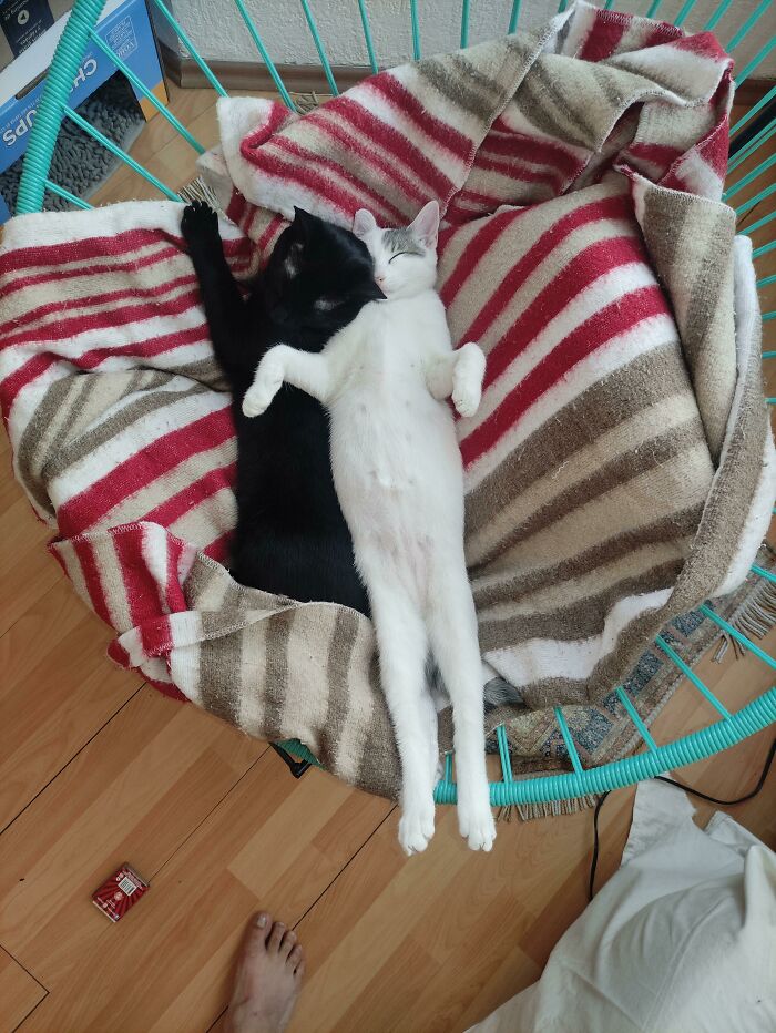 My Momo Loves To Sleep All Stretched