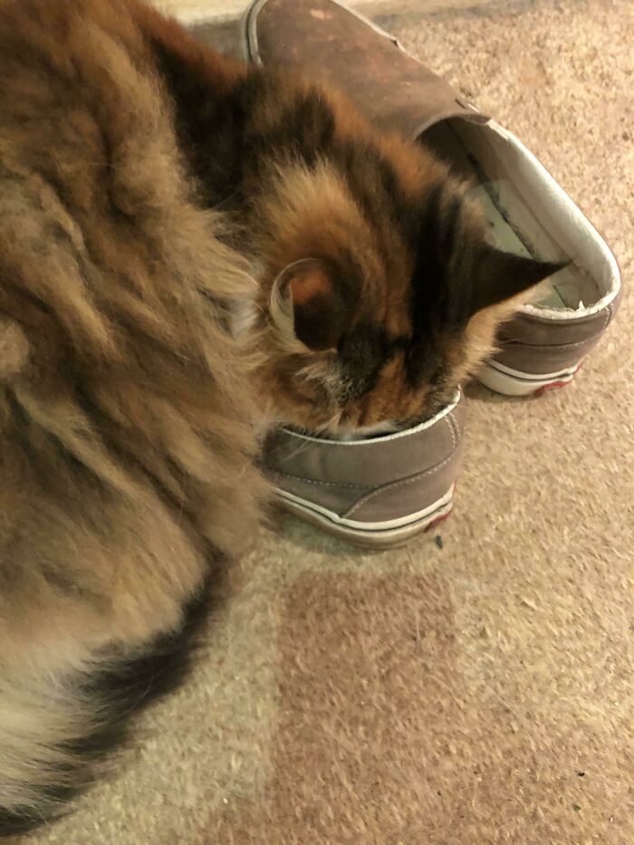 Why Does My Cat Like To Sleep In My Shoes? Like.. Not On The Shoes, But Head Fully In The Opening Of The Shoe
