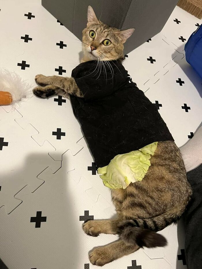 Cabbage Leaves Can Help Reduce Pain In Swollen Nipples After Nursing. A Local Rescue Posted This Photo Of One Of Their Mama Cats Getting The Cabbage Treatment