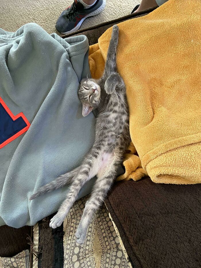 Kitten Hasn’t Mastered Sleeping Normally