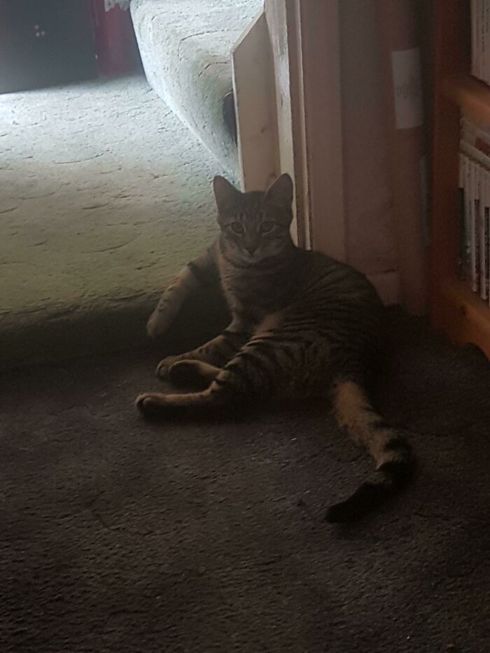 Starscream Sits Like This All The Time, I've Never Known A Cat To Sit Like This