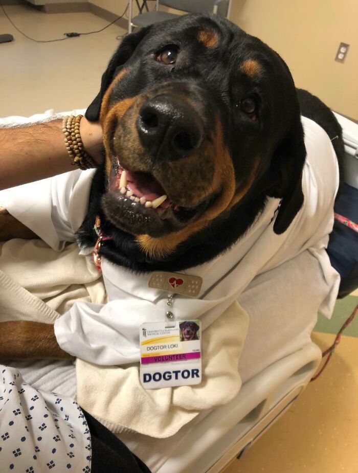 My Friend Is Fighting Leukemia And Has Been Stuck In The Hospital. This Is His Dogtor, Loki