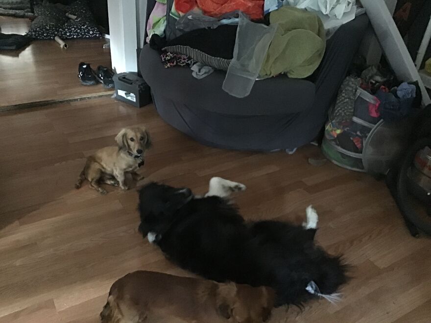 I’m Making An Album Of My (3) Dogs 2