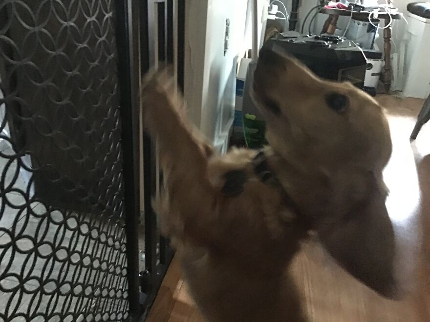 I’m Making An Album Of My (3) Dogs 2