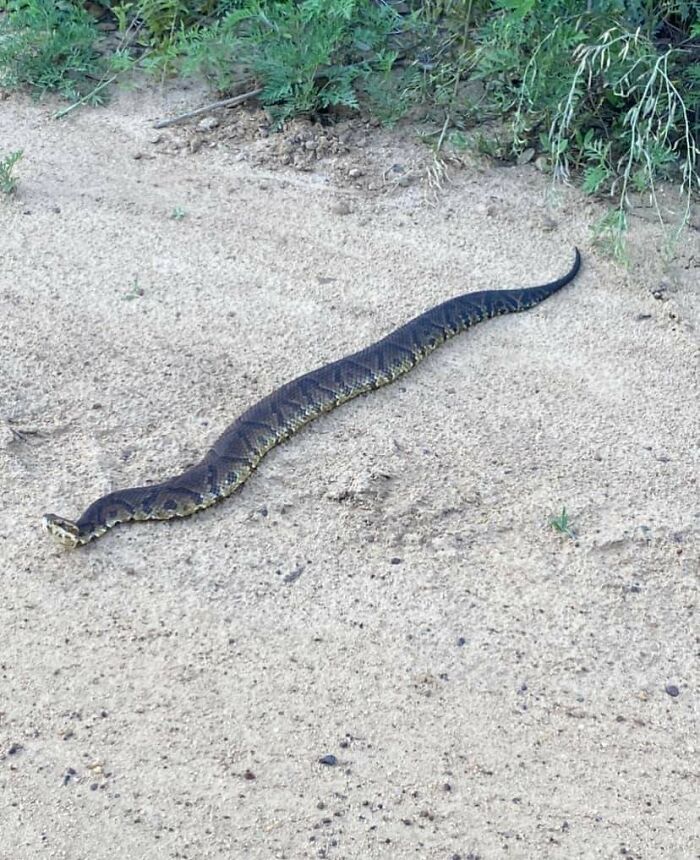 A Cottonmouth Spotted In South Georgia. Ole Thing Hasn't Skipped A Single Gravy Covered Biscuit Since The Day It Hatched