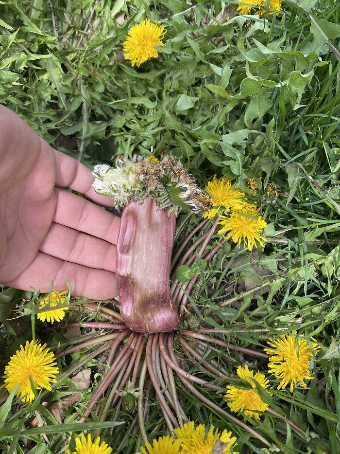I See Your Absoluteunit Of A Dandelion And Raise You The Absolutest Of The Dandelion Units