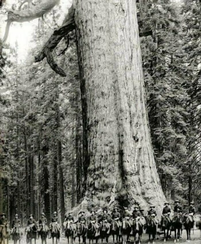Soldados de la caballería estadounidense posando frente a un árbol conocido como “Grizzly Giant” en 1900. Era un árbol enorme