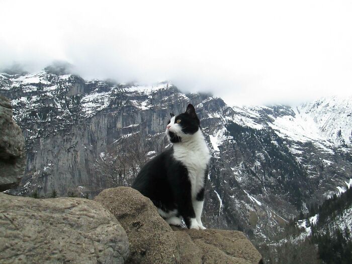 El gato que me guió montaña abajo cuando me perdí en Gimmelwald, Suiza