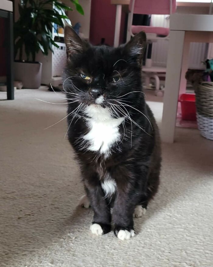 Esta es Molly, de 19 años de edad, a quien acabo de adoptar