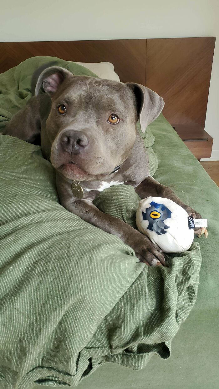 My Lil House Hippo, Choomba. He Was Rescued From A High Kill Shelter In La, Brought To Oregon, And We Adopted Him A Week Later.