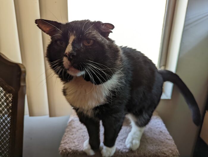 He's A Beat Up Senior Cat With No Teeth, Is Fiv+, But Has A Heart Of Gold. Of Course We Adopted Him!