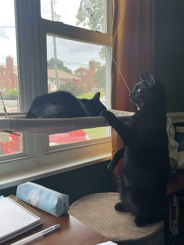 My Newly Adopted Void Stands Guard Over His Sleeping Sister