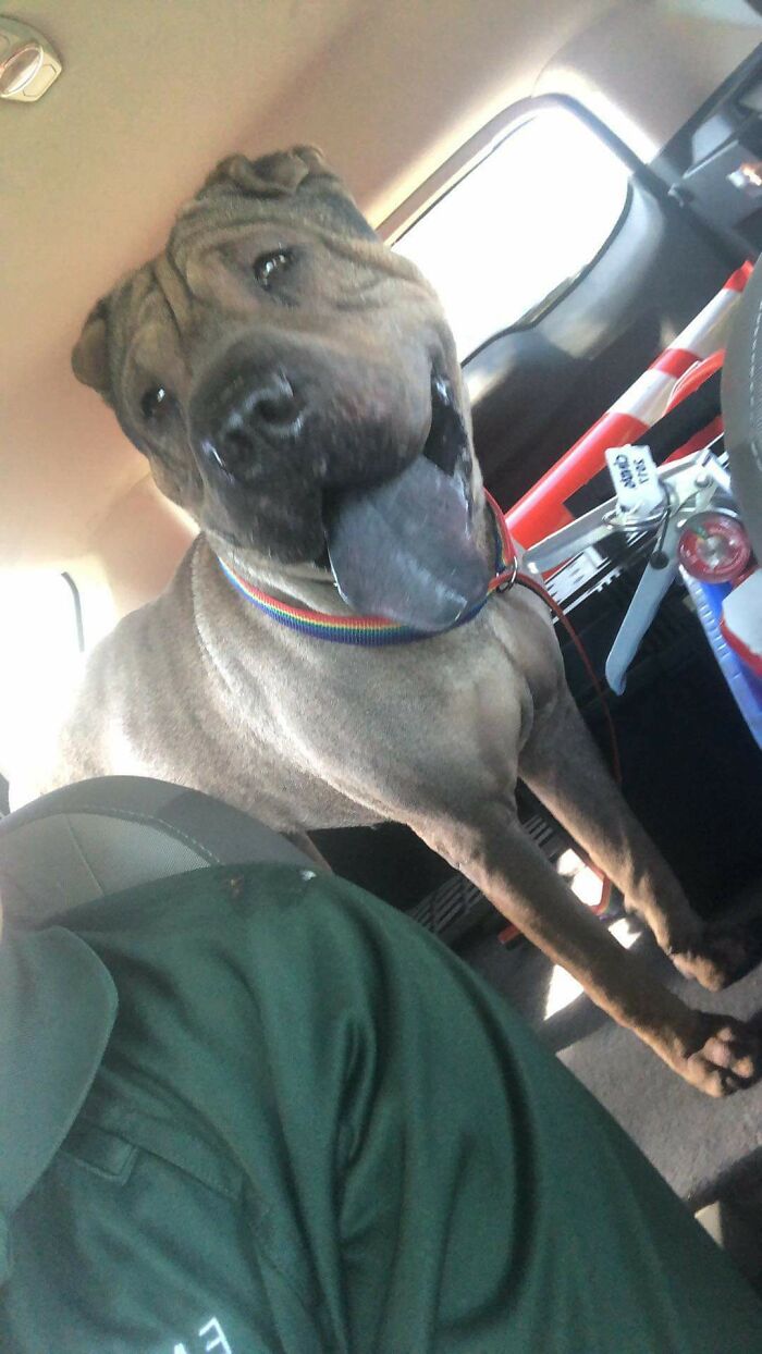 My Wife Is A Park Ranger And Found This Shar Pei Stray With Scars And Scabs. Our Local Shelter Considered Him To Be A "Level 5" And Waived All Adoption Fees To Get Rid Of Him. We Adopted Him And He's Found Love I'm Sure He's Never Felt Before