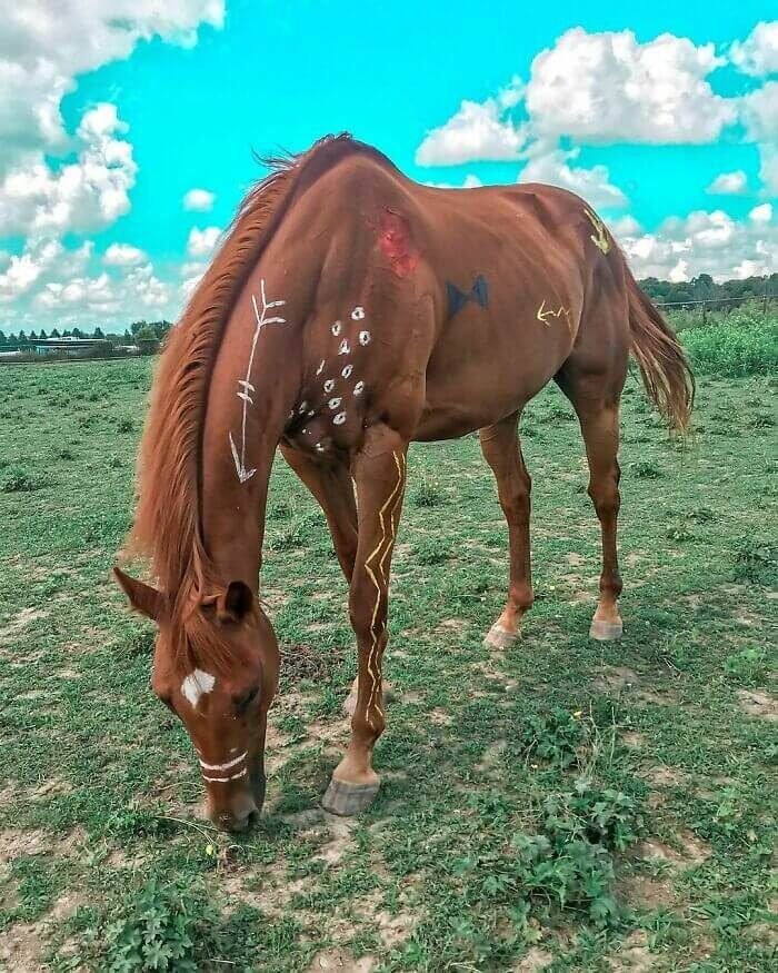 Sometimes You Gotta Paint Your Horse Like A Native American War Horse