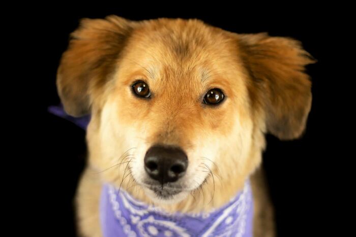 I’m An Animal Shelter Photographer. I Took Pictures Of This Very Polite Girl Last Week Which LED To Her Adoption Today!