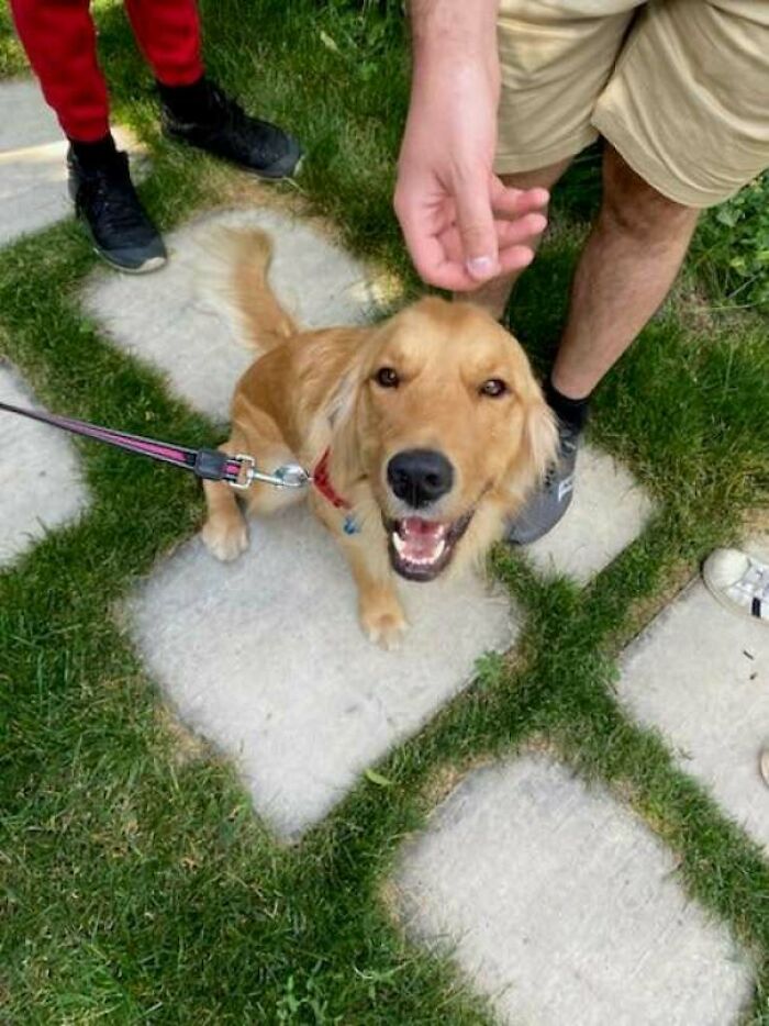 Adopting This Beautiful Doggo Named Ben On Friday ❤️he’s A Rescue From Istanbul And I’m So Excited To Welcome Him To The Family 😍